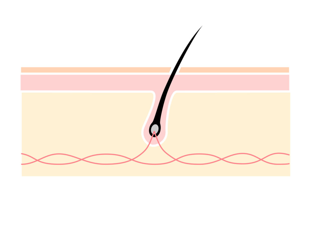 注意が必要な抜け毛の特徴は毛根にある